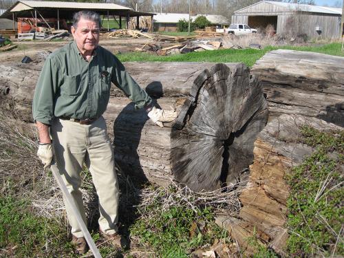 670 year old 48 inch diameter Sinker Cypress log</br></br>